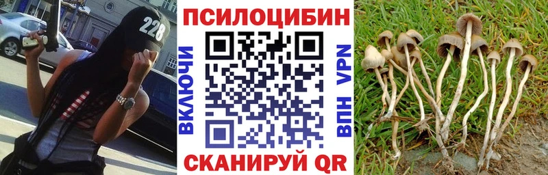 Купить  Дятьково  Псилоцибиновые грибы MAGIC MUSHROOMS 